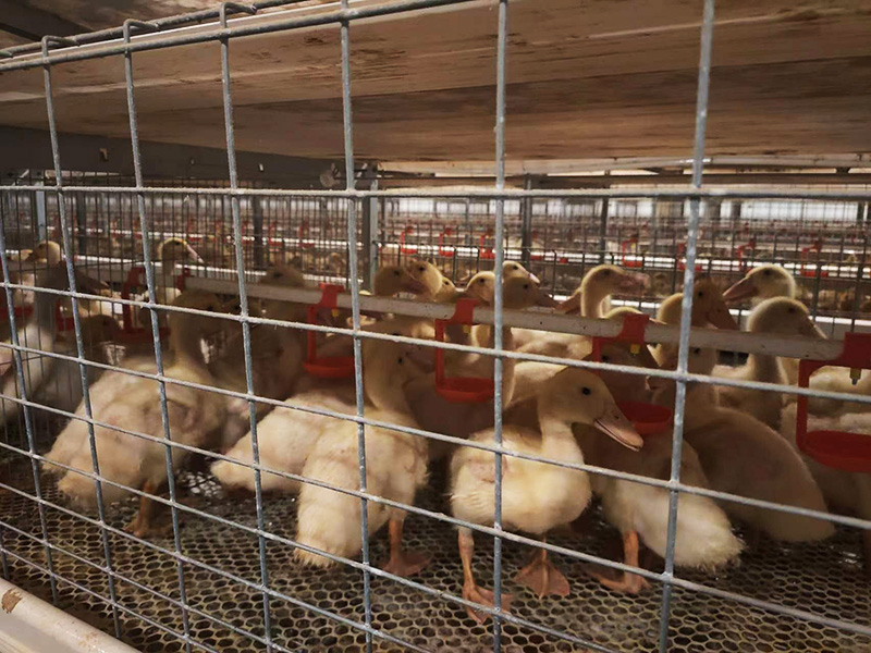 自動化肉鴨籠養系統