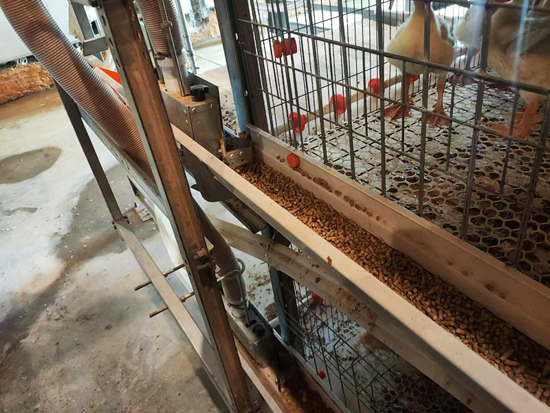 自動化肉鴨籠養系統