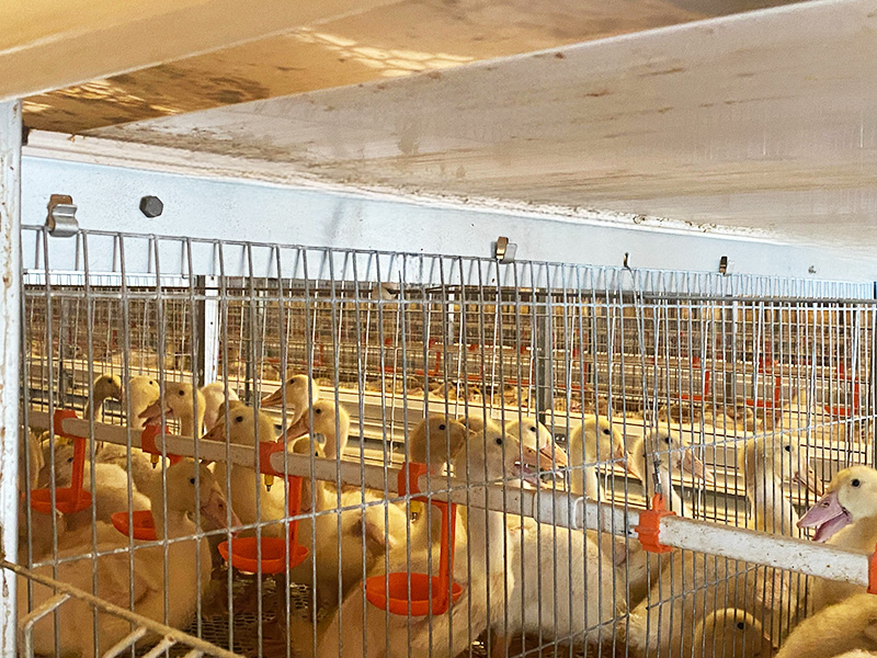 自動化肉鴨籠養系統