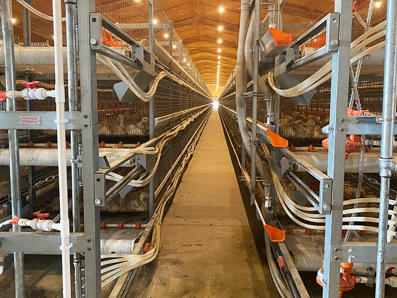 自動化肉鴨籠養系統