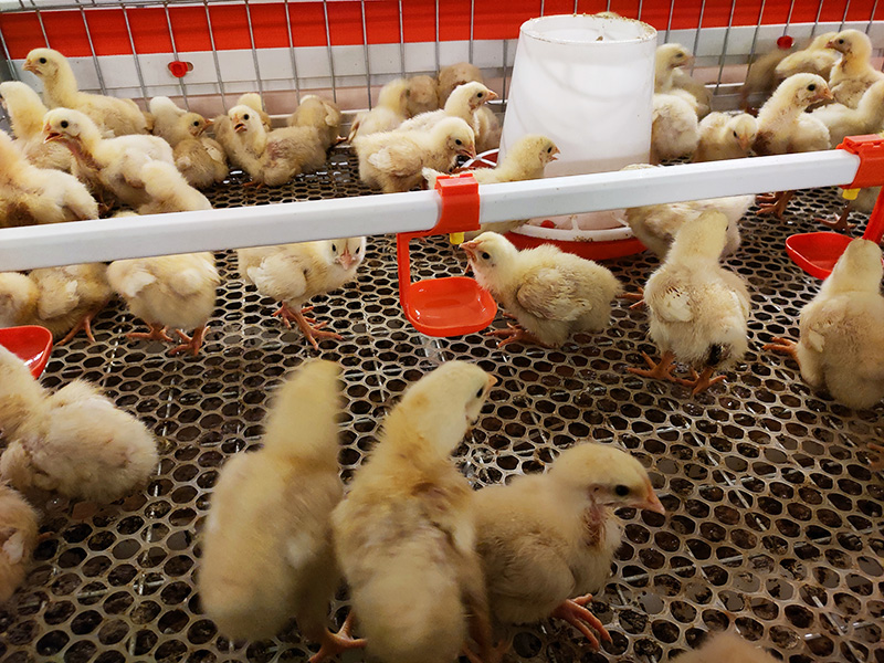 層疊式肉雞籠養設備