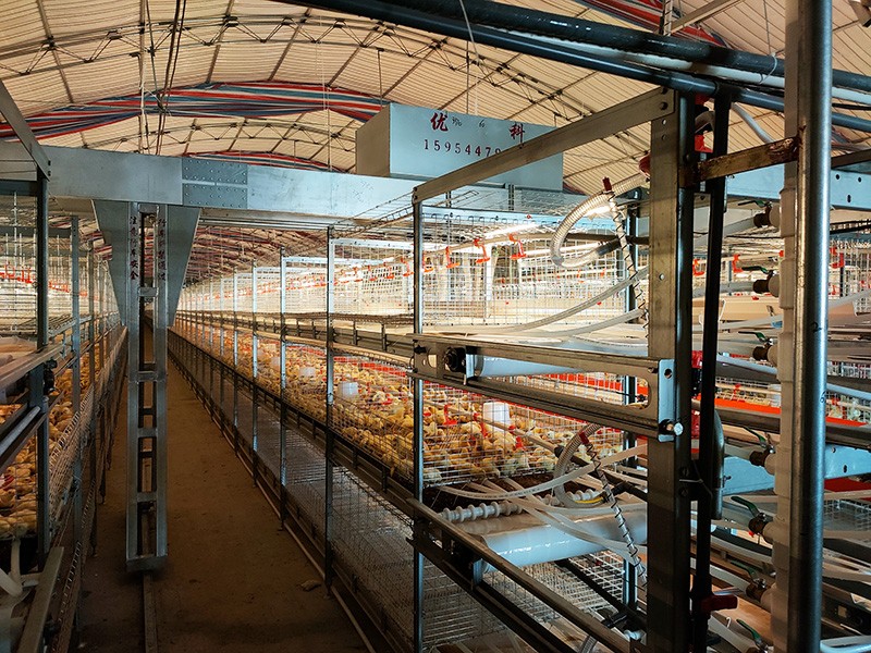 層疊式肉雞籠養設備