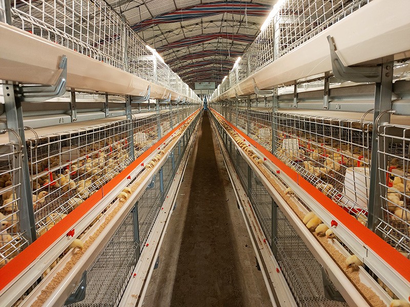 層疊式肉雞籠養設備