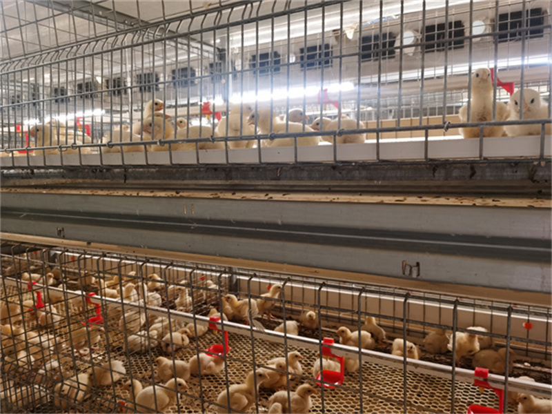 河南雞棚肉雞設備安裝現場