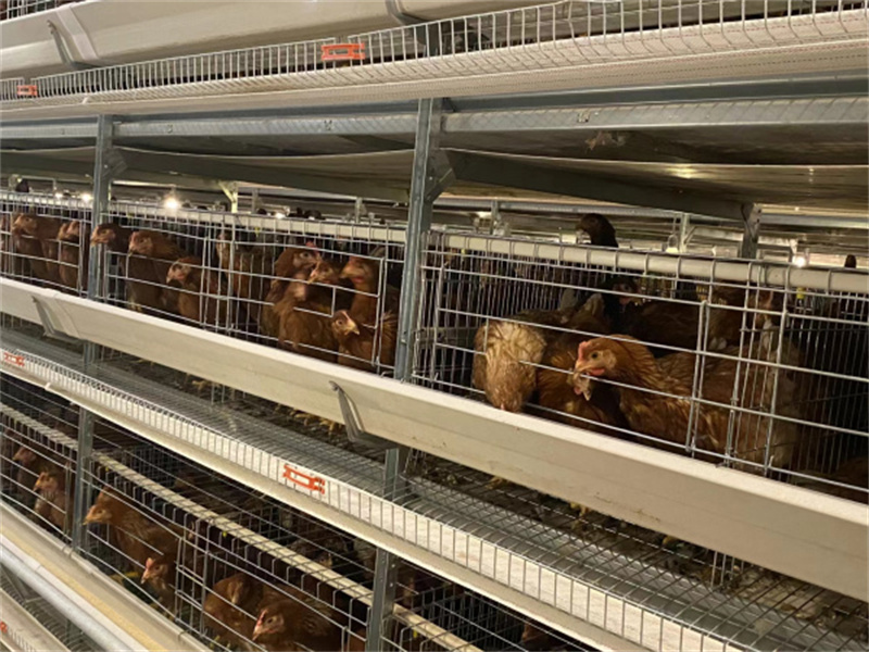 山東煙臺蛋雞籠安裝案例